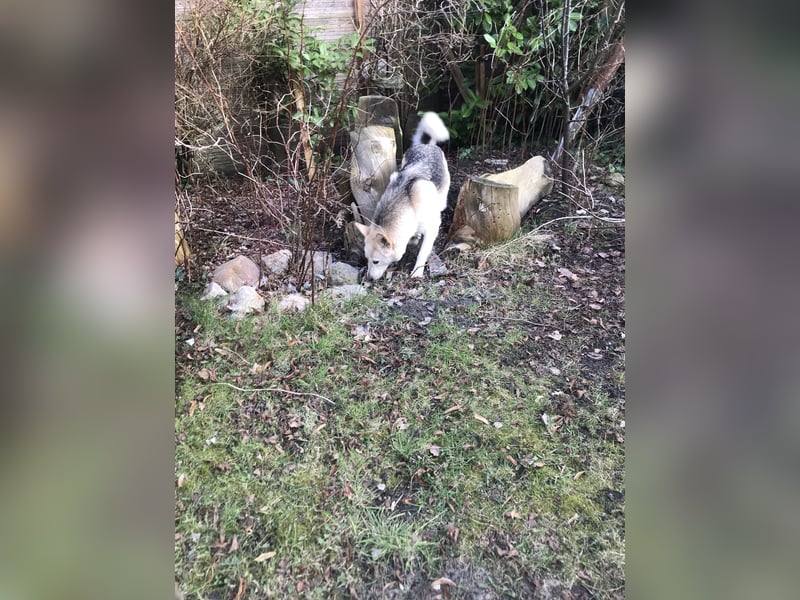 Siberian Husky Schäferhund mix Mischling Wurf Hündin Junghund