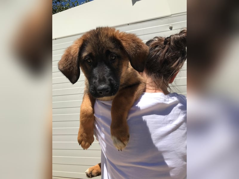 Schäferhund Mix Biba
