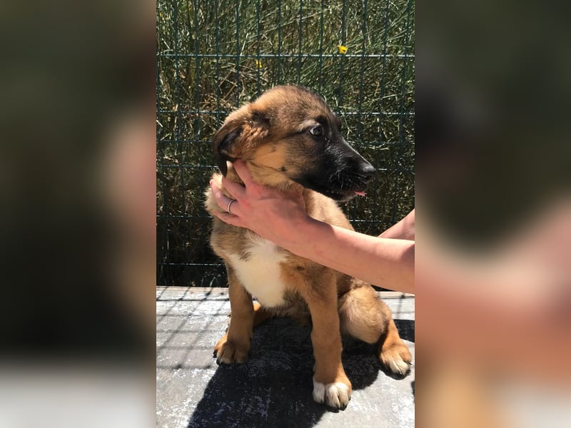 Schäferhund Mix Biba
