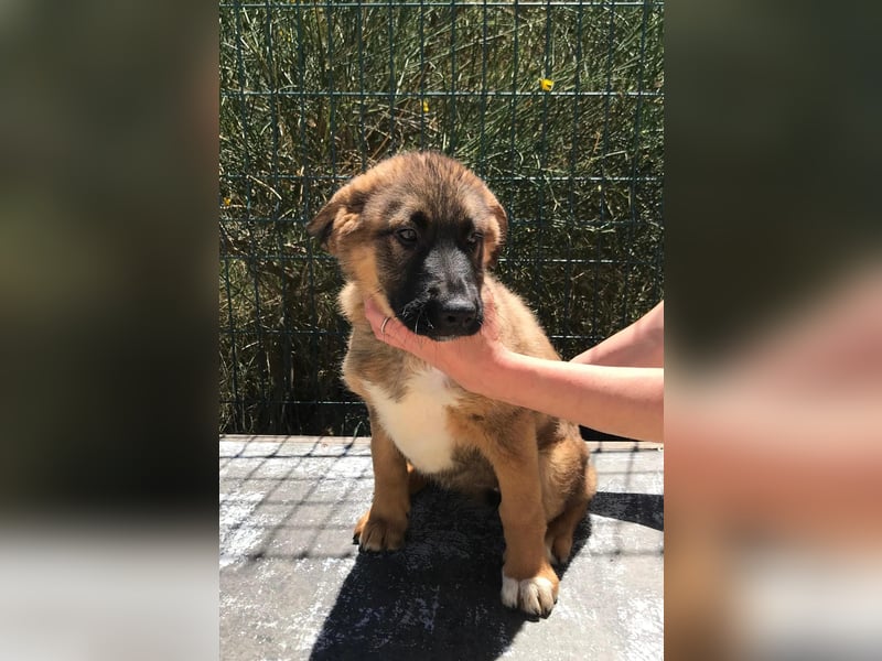 Schäferhund Mix Biba