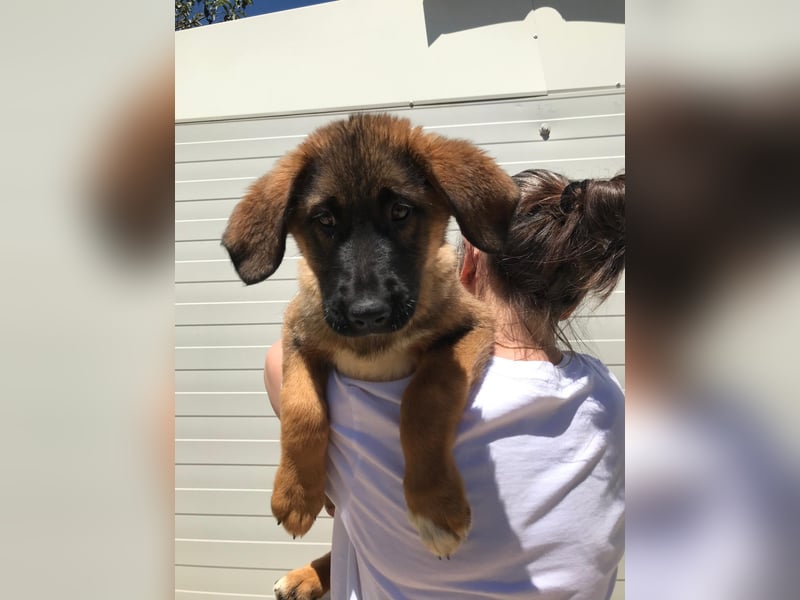 Schäferhund Mix Biba
