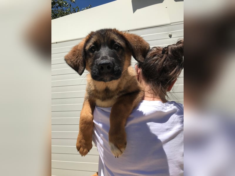 Schäferhund Mix Biba