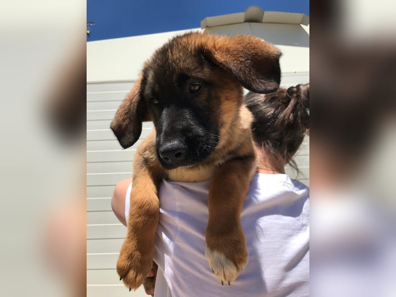 Schäferhund Mix Biba