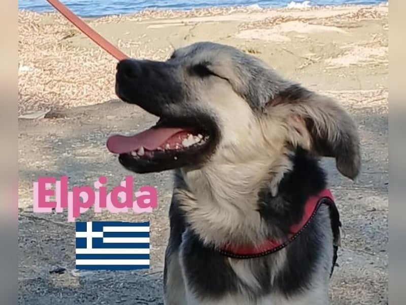 Elpida, 12/24 - Flitzemaus sucht Familie