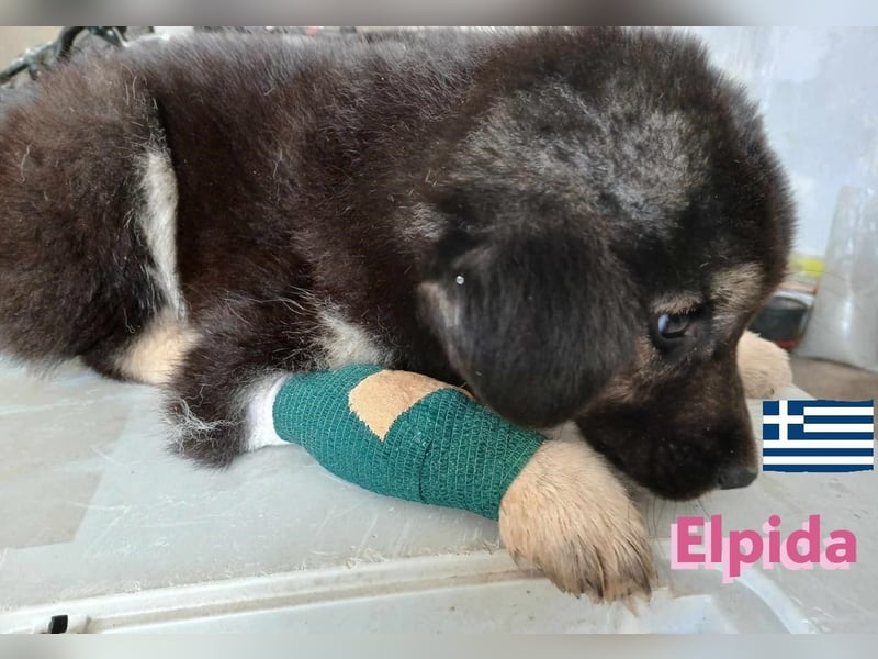 Elpida, 12/24 - Flitzemaus sucht Familie