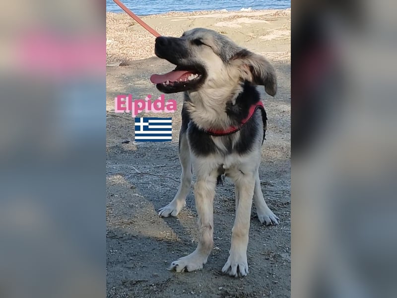 Elpida, 12/24 - Flitzemaus sucht Familie
