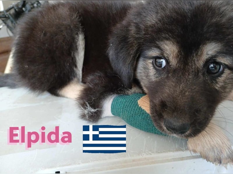 Elpida, 12/24 - Flitzemaus sucht Familie