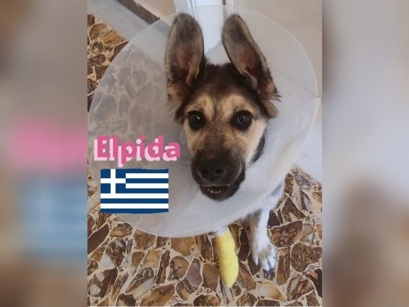 Elpida, 12/24 - Flitzemaus sucht Familie
