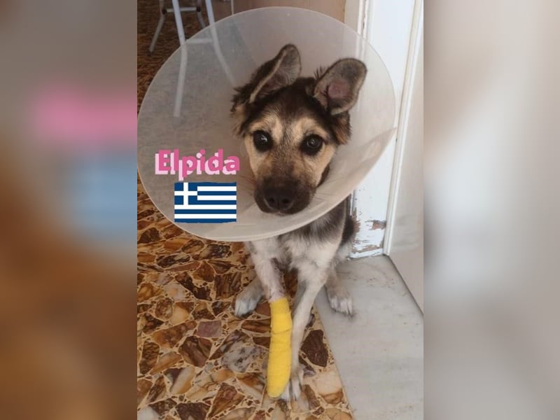 Elpida, 12/24 - Flitzemaus sucht Familie
