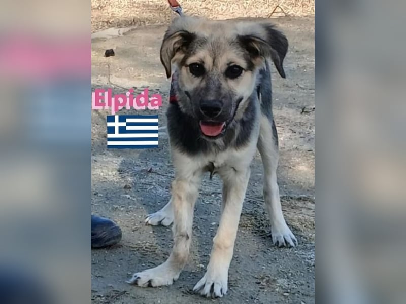 Elpida, 12/24 - Flitzemaus sucht Familie
