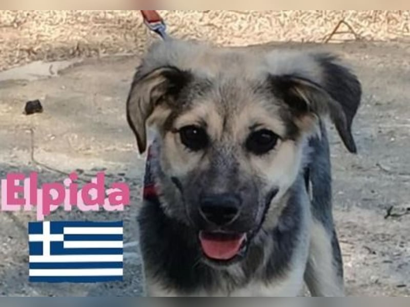 Elpida, 12/24 - Flitzemaus sucht Familie
