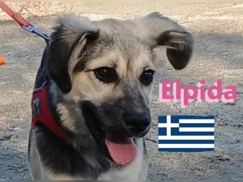 Elpida, 12/24 - Flitzemaus sucht Familie