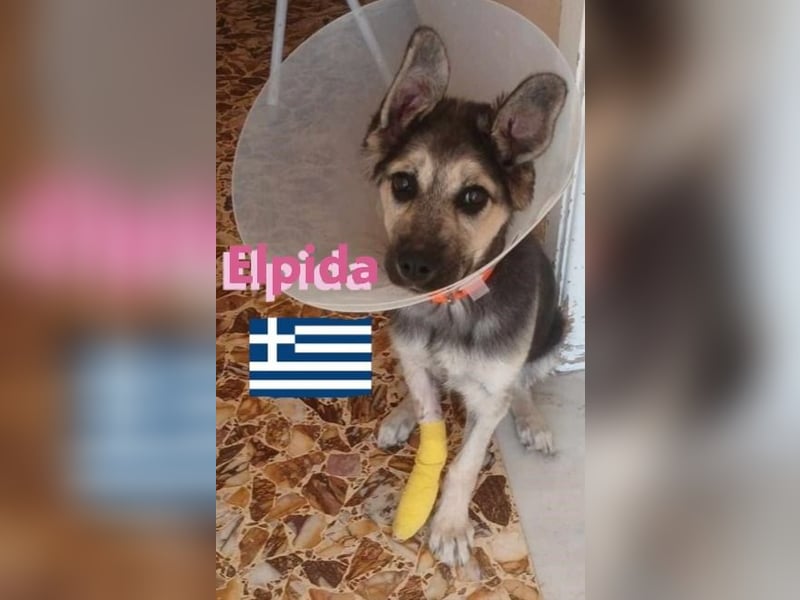 Elpida, 12/24 - Flitzemaus sucht Familie