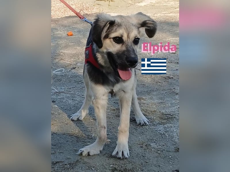 Elpida, 12/24 - Flitzemaus sucht Familie