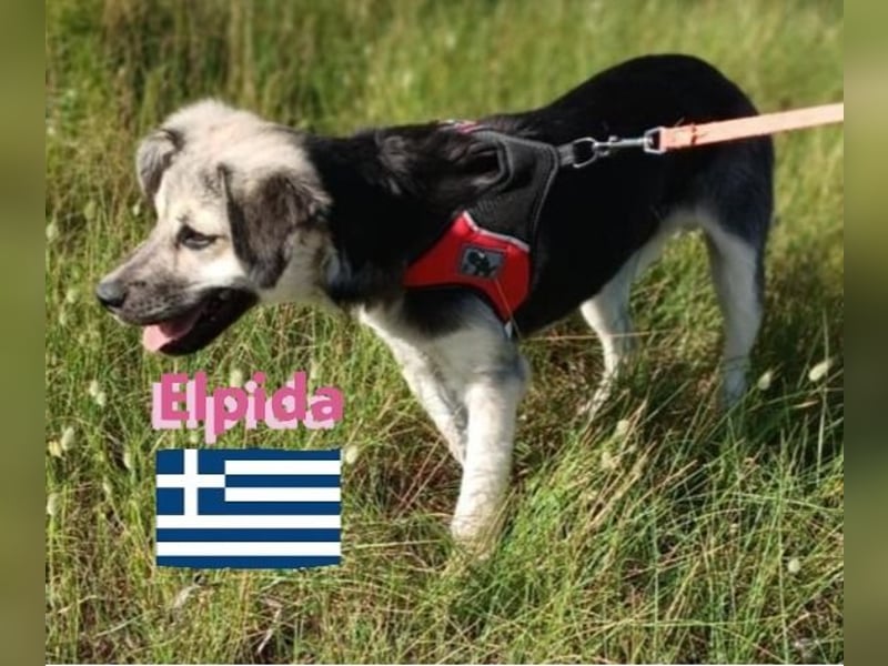 Elpida, 12/24 - Flitzemaus sucht Familie