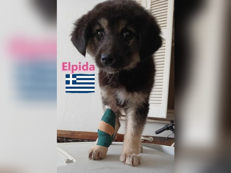 Elpida, 12/24 - Flitzemaus sucht Familie