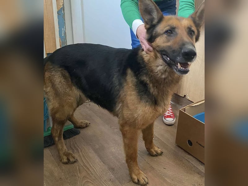 Lola hatte bereits ein Zuhause und wurde einfach aussortiert