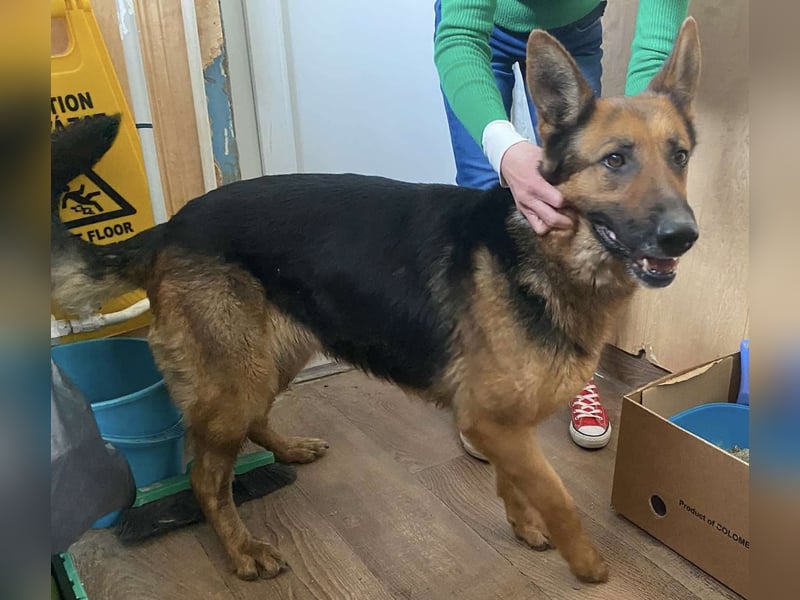 Lola hatte bereits ein Zuhause und wurde einfach aussortiert