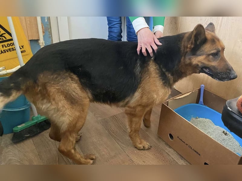 Lola hatte bereits ein Zuhause und wurde einfach aussortiert