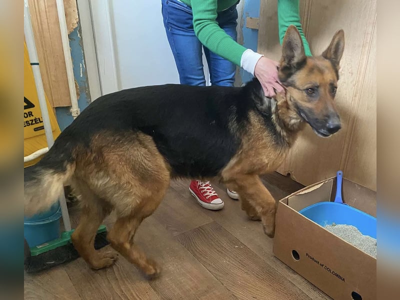 Lola hatte bereits ein Zuhause und wurde einfach aussortiert