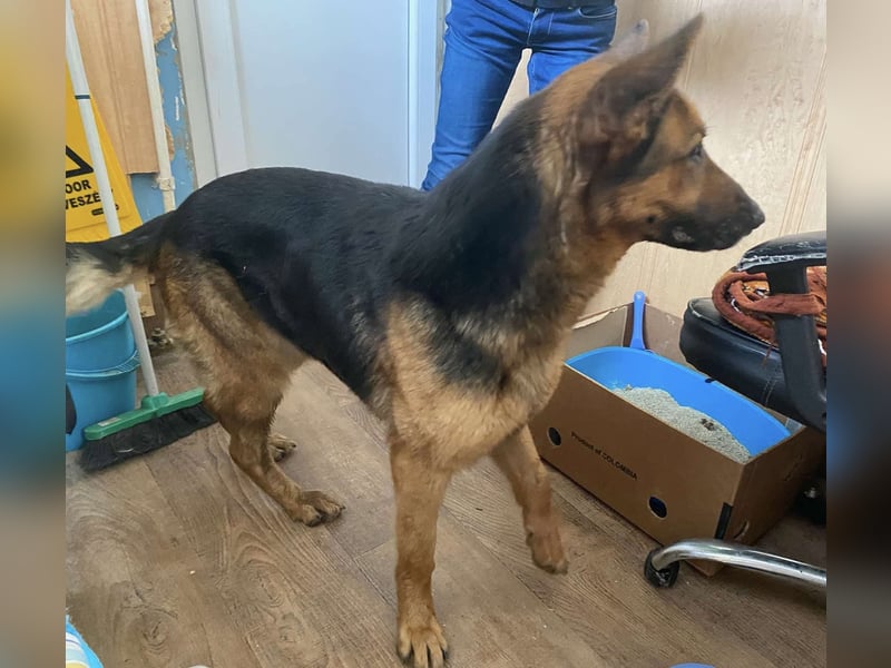 Lola hatte bereits ein Zuhause und wurde einfach aussortiert