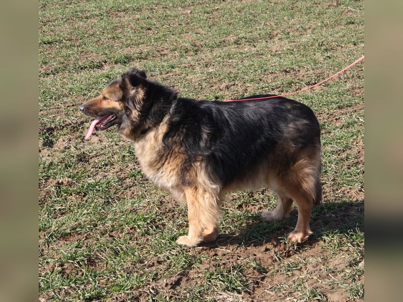 Ein Bärchen an Hündin, MALINA. Einfach nur lieb! SEHR menschenbezogen, ausgeglichen und lieb