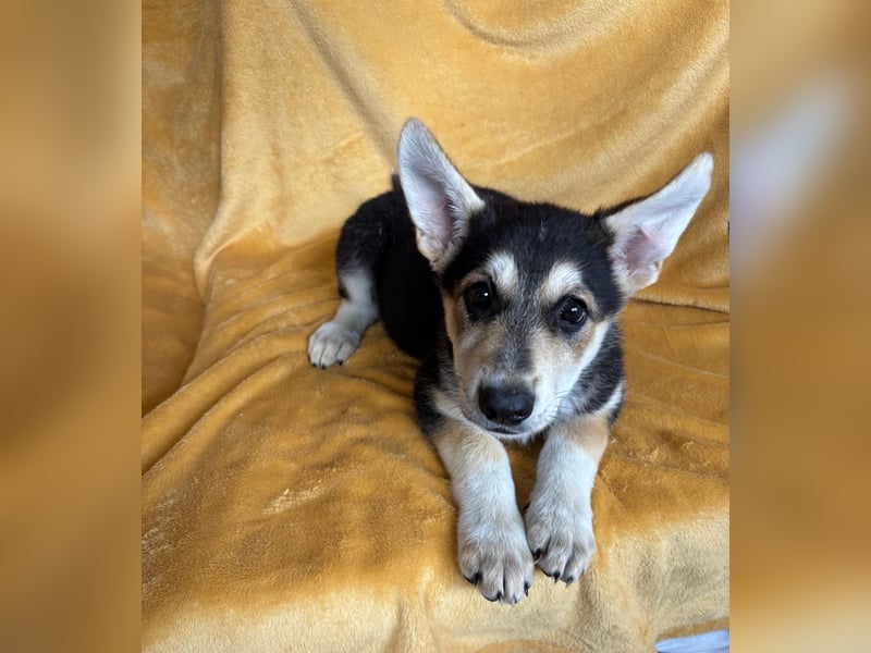 BETA, ca. Mai 2025 geboren, Schäferhund-Mischling