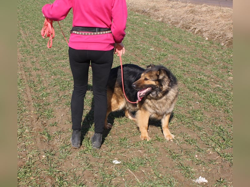 Ein Bärchen an Hündin, MALINA. Einfach nur lieb! SEHR menschenbezogen, ausgeglichen und lieb
