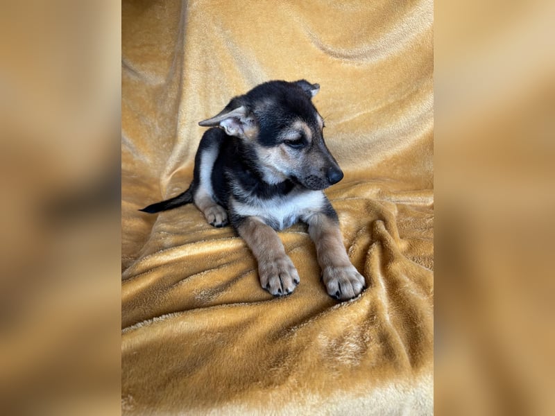 GAMA, ca. Mai 2025 geboren, Schäferhund-Mischling