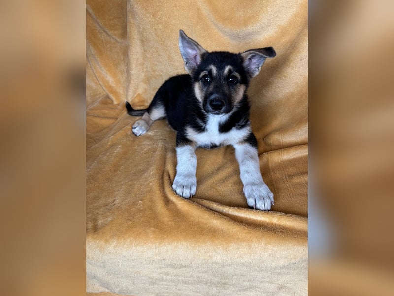Alfa, ca. Mai 2025 geboren, Schäferhund-Mischling