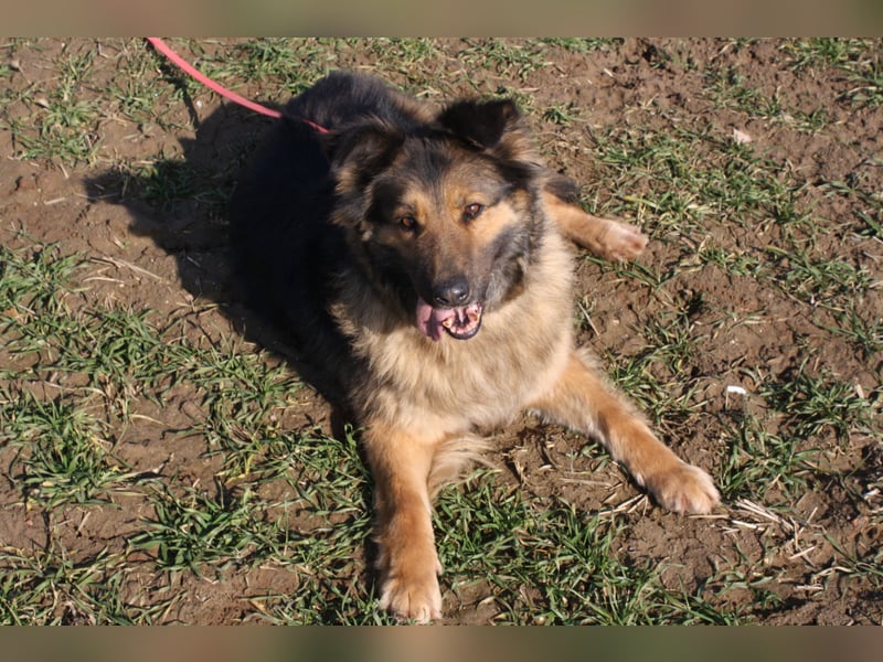 Ein Bärchen an Hündin, MALINA. Einfach nur lieb! SEHR menschenbezogen, ausgeglichen und lieb