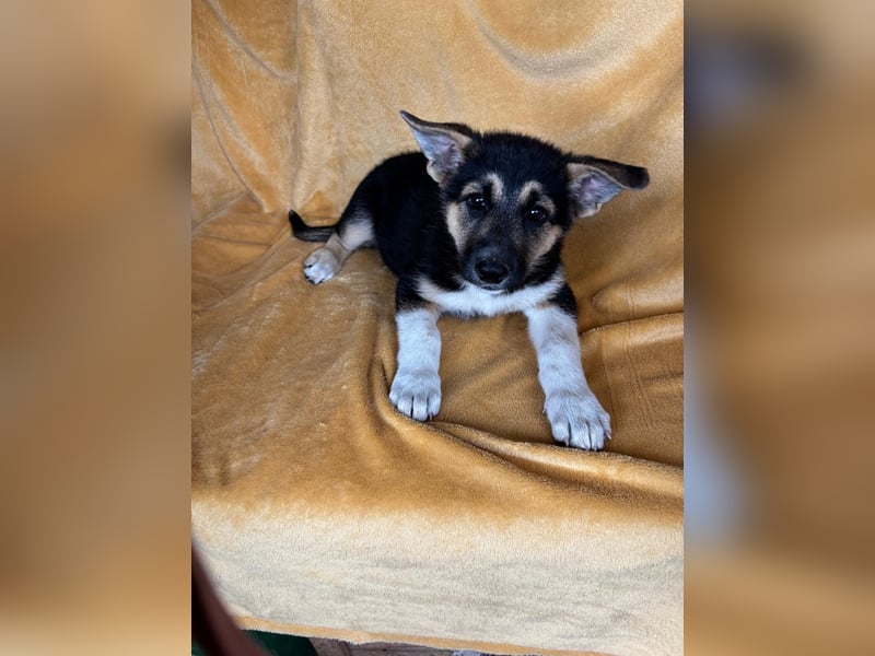 Alfa, ca. Mai 2025 geboren, Schäferhund-Mischling
