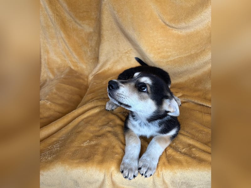 BETA, ca. Mai 2025 geboren, Schäferhund-Mischling