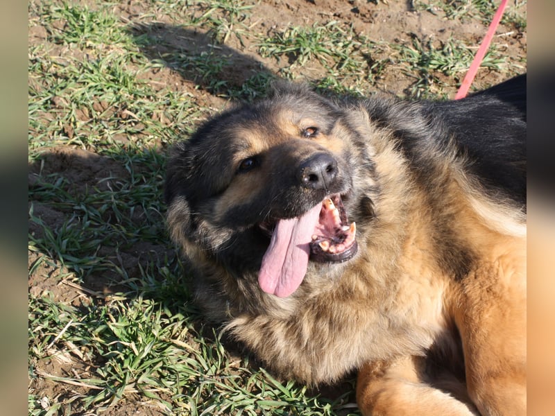 Ein Bärchen an Hündin, MALINA. Einfach nur lieb! SEHR menschenbezogen, ausgeglichen und lieb