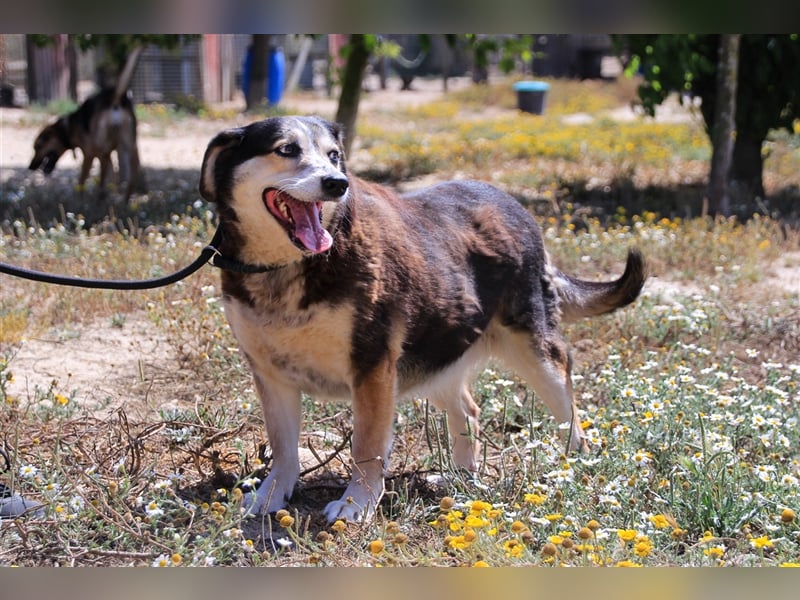 Tsuki, Mix Schäferhund / Berner Senne / Collie , lieb und verträglich