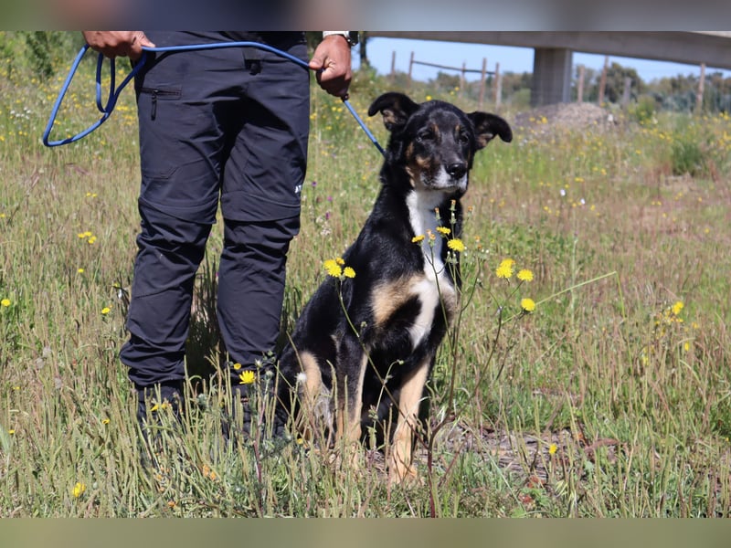 Mimi, Mix Schäferhund / Border Collie, lieb und sozial