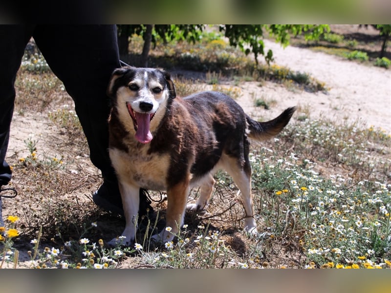 Tsuki, Mix Schäferhund / Berner Senne / Collie , lieb und verträglich