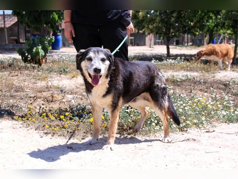 Mika, Mix Schäferhund / Berner Senne , lieb und verträglich