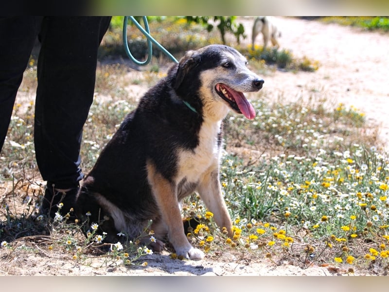 Mika, Mix Schäferhund / Berner Senne , lieb und verträglich