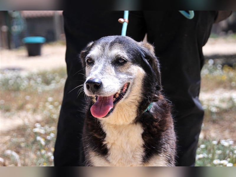 Mika, Mix Schäferhund / Berner Senne , lieb und verträglich
