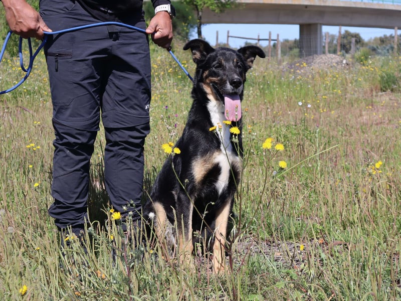 Mimi, Mix Schäferhund / Border Collie, lieb und sozial
