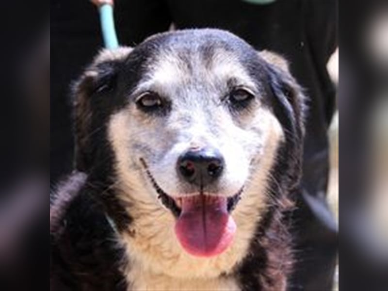 Mika, Mix Schäferhund / Berner Senne , lieb und verträglich