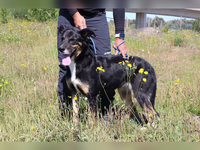 Mimi, Mix Schäferhund / Border Collie, lieb und sozial