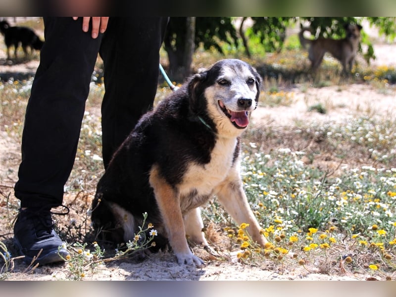 Mika, Mix Schäferhund / Berner Senne , lieb und verträglich