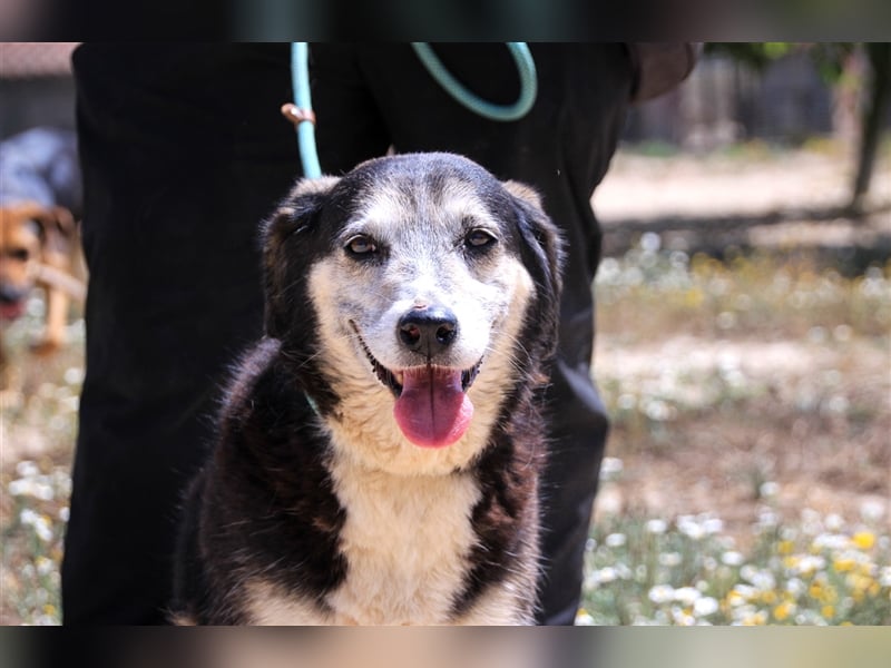 Mika, Mix Schäferhund / Berner Senne , lieb und verträglich