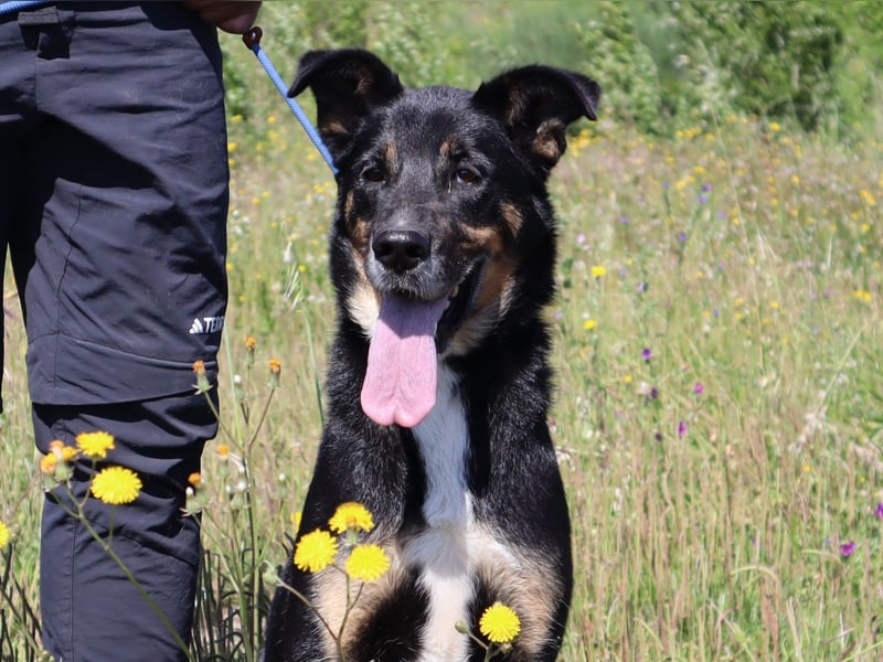 Mimi, Mix Schäferhund / Border Collie, lieb und sozial