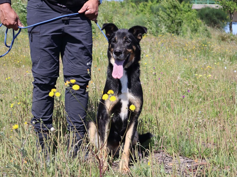 Mimi, Mix Schäferhund / Border Collie, lieb und sozial