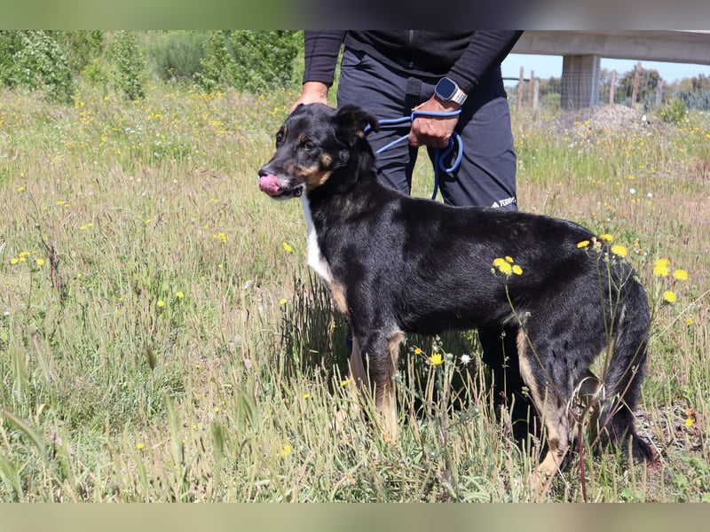 Mimi, Mix Schäferhund / Border Collie, lieb und sozial