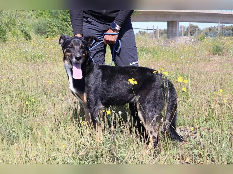 Mimi, Mix Schäferhund / Border Collie, lieb und sozial