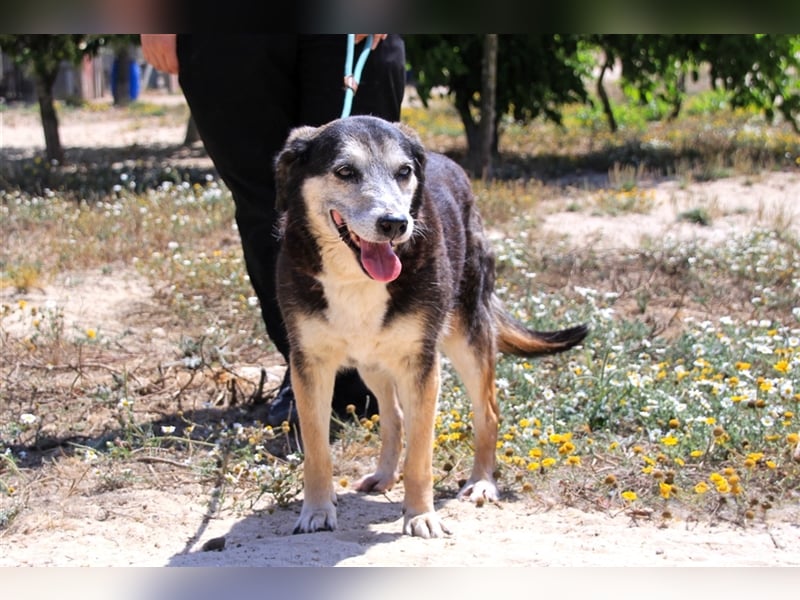 Mika, Mix Schäferhund / Berner Senne , lieb und verträglich